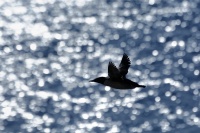 Alkoun uzkozoby - Uria aalge - Common Murre 1321